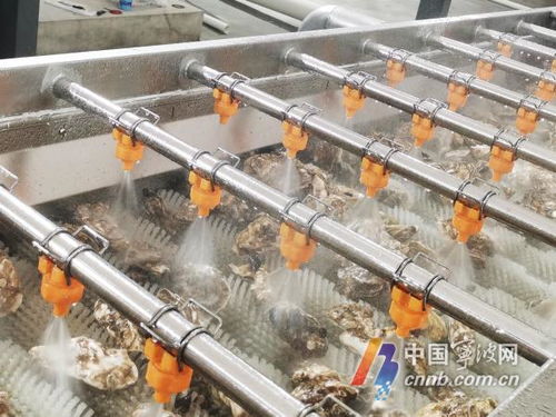 寧波人擁有專業(yè)生蠔清洗加工廠，消毒服務(wù)保障食品安全新標(biāo)桿